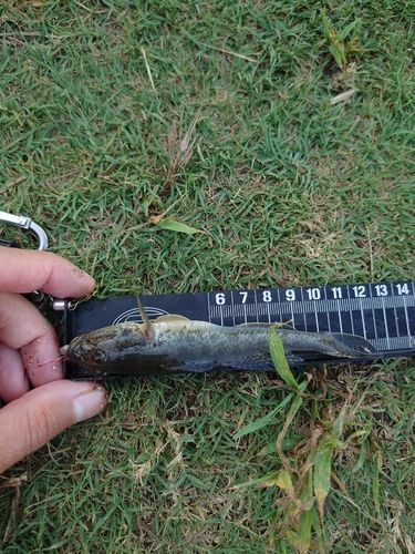 マハゼの釣果