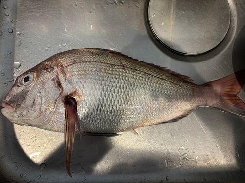 マダイの釣果