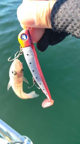 シロギスの釣果