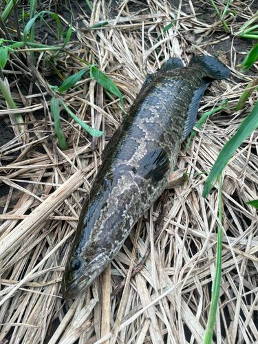 ライギョの釣果