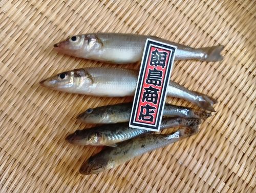 シロギスの釣果