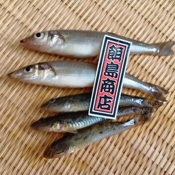 シロギス