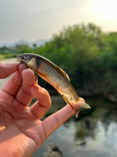 オイカワの釣果