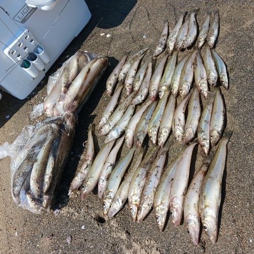 シロギスの釣果