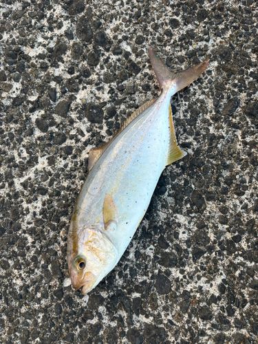 ショゴの釣果