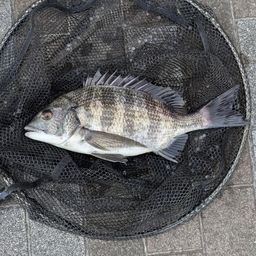 クロダイ