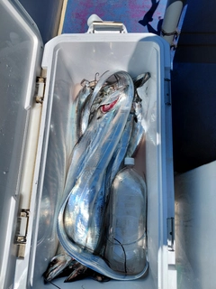 タチウオの釣果