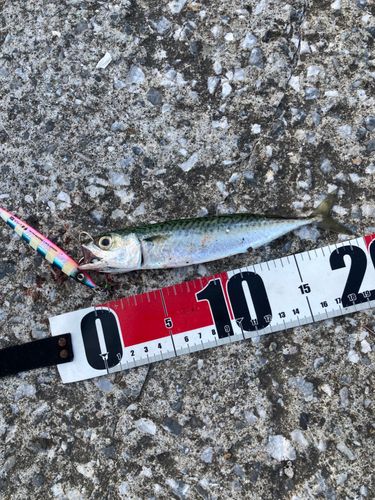 サバの釣果