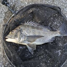 クロダイ