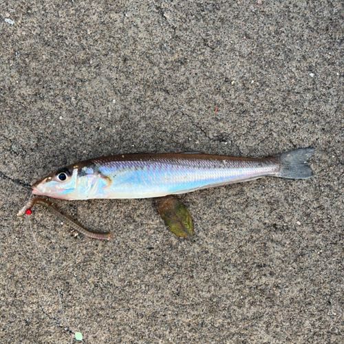 シロギスの釣果