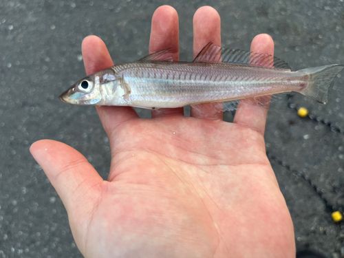 シロギスの釣果