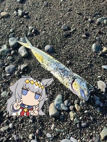 シイラの釣果