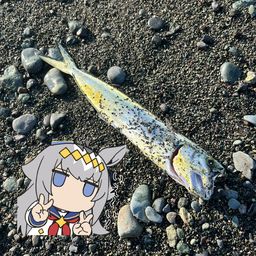 シイラ