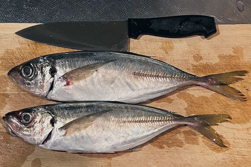 マアジの釣果