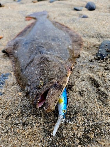 ヒラメの釣果