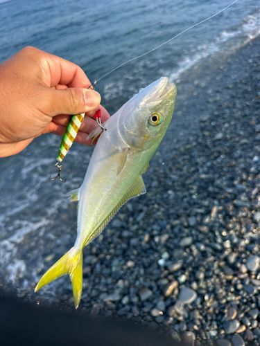 ワカシの釣果