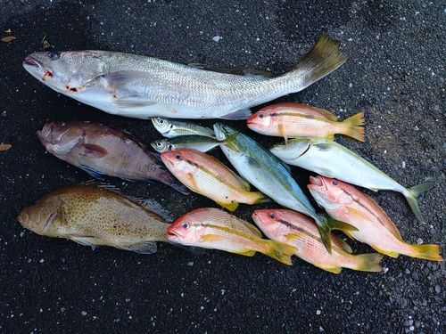 オオモンハタの釣果
