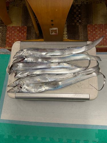 タチウオの釣果