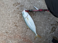 ワカシの釣果