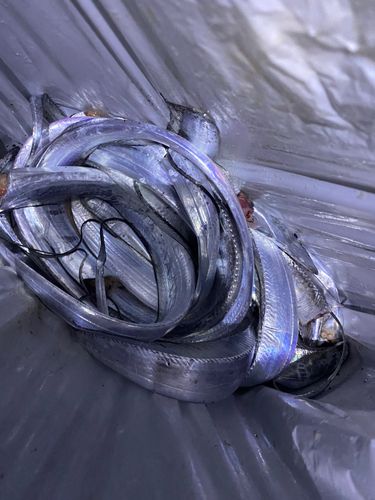 タチウオの釣果