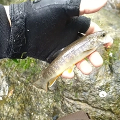 イワナの釣果
