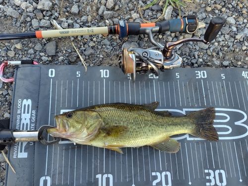 ラージマウスバスの釣果