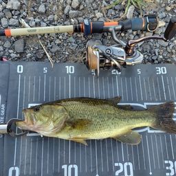 ラージマウスバス