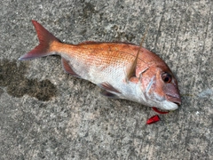 アコウの釣果