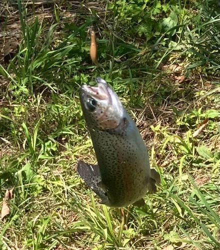ニジマスの釣果