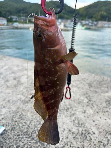 アコウの釣果