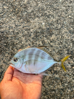 メッキの釣果