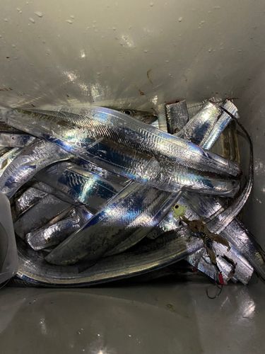 タチウオの釣果