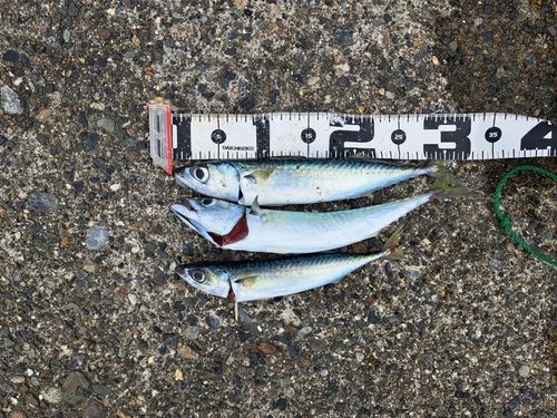 サバの釣果