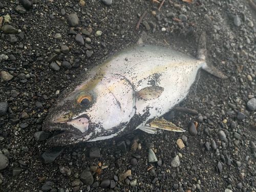 ショゴの釣果