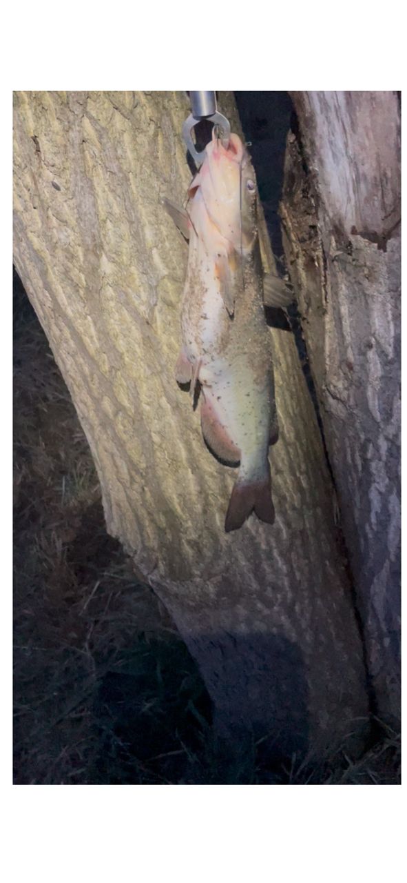 アメリカナマズ