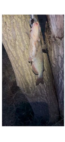 アメリカナマズの釣果