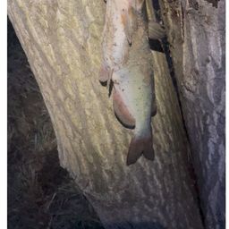 アメリカナマズ