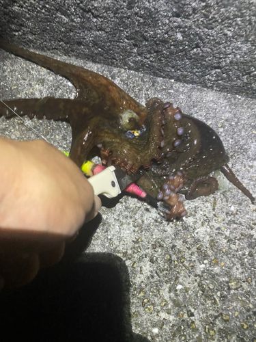 タコの釣果