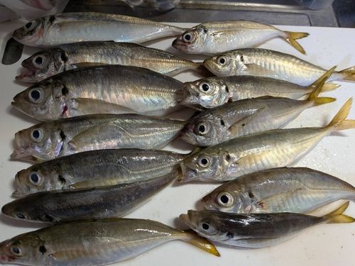 アジの釣果