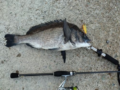 クロダイの釣果