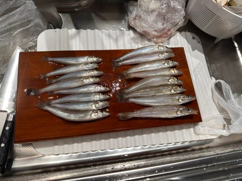 キスの釣果