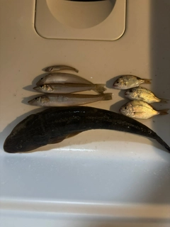 キスの釣果