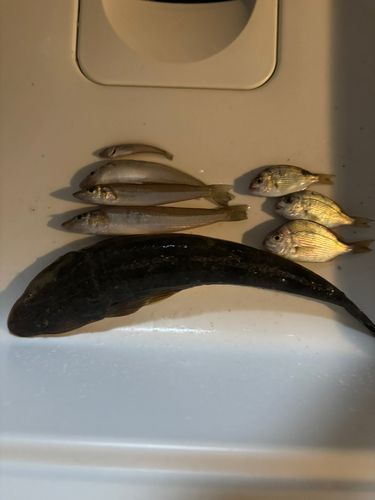 キスの釣果