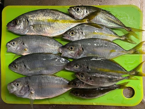 シマアジの釣果