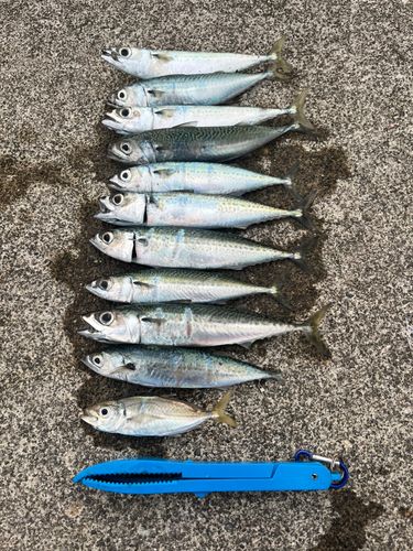 サバの釣果
