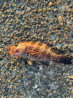 オオモンハタの釣果