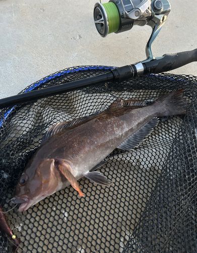 アイナメの釣果