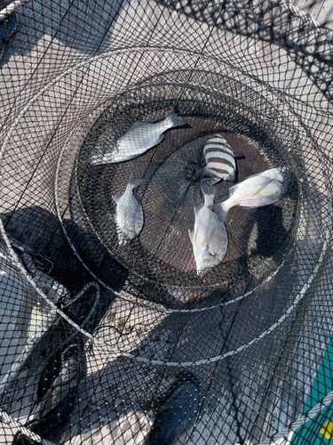 クロダイの釣果