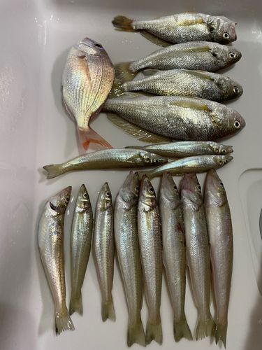 キスの釣果