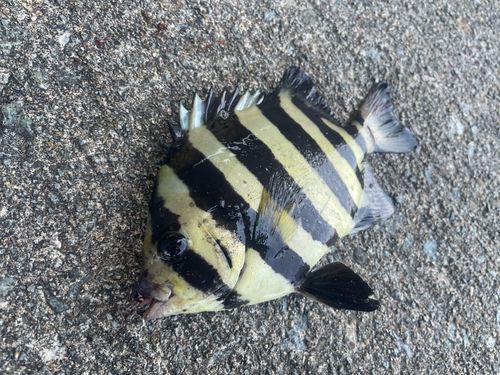 イシダイの釣果